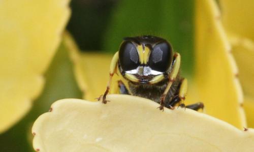 Réf. 286 294 : Ectemnius cephalotes